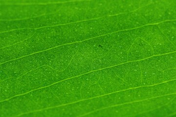 green leaf texture