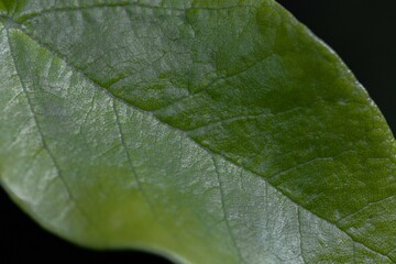 leaf with water drops