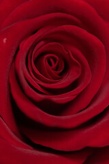 red rose close up
