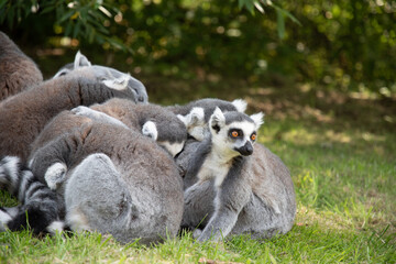 Closeup of a group of lemurs huddled on a grassy field