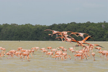 Shot of a pat of the American flamingos (Phoenicopterus ruber) with a scenic view on the background