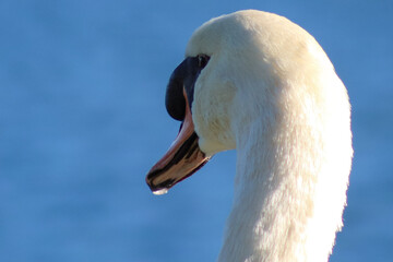Closeup shot of a white swan on a blurred background