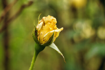 Closeup of a yellow rosebud. Shallow focus.