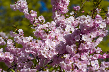Beautiful cherry blossoms in park. Close-up of sakura tree full in blooming pink flowers in spring in a picturesque garden. Branches of the tree over sunny blue sky. Floral pattern texture, wallpaper