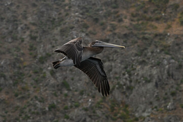 California brown pelican flying profile.