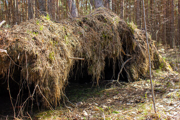 Animal's den.Animal's den in the forest.