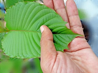 Mitragyna speciosa or Kratom, Red Vein Kratom serrated leaf margin or crayfish tail