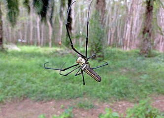 Giant Golden Orbweaver Spider in the forest