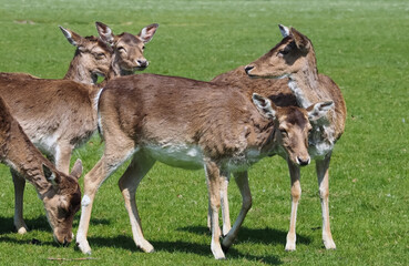 Group of Wild cute fallow deers on a meadow