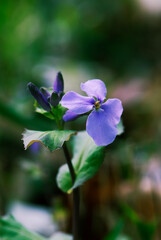 まだ低い茎の頂部に一つ開いたオオアラセイトウの花_縦1