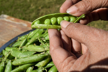 Female deseeding fresh raw green peas to make green pea vegetable recipe. Taking out seeds from matar sabji at home for cooking preparation. Green peas seeds in pods