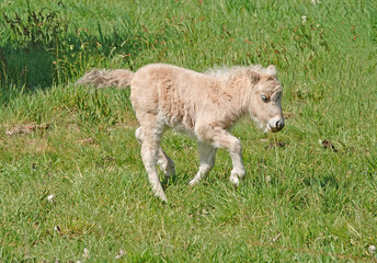 Galloping young light palomino Shetland pony on a meadow. Seen in Wilsum, Germany