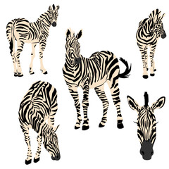 Fototapeta na wymiar Zebra Jungle Animals Vector Illustrations 