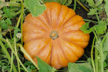 Large orange gourd lies on the ground among the melon leaves, top view