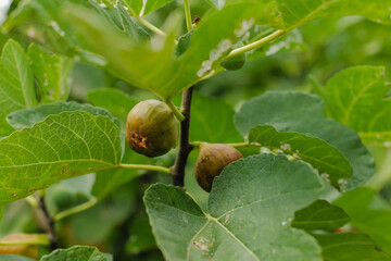 Gardening, growing ripe sweet figs on a tree with damaged leaves