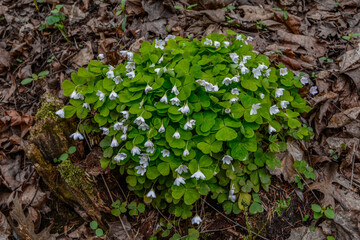 Oxalis acetosella wood sorrel in bloom, white flowering plant in forest .
