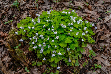 Oxalis acetosella wood sorrel in bloom, white flowering plant in forest .