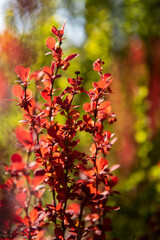 piękna roślina czerwony Berberys thunberga