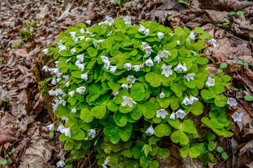 Oxalis acetosella wood sorrel in bloom, white flowering plant in forest .