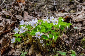 Oxalis acetosella wood sorrel in bloom, white flowering plant in forest .