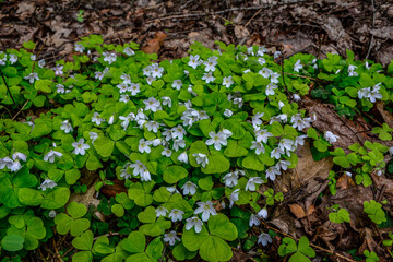 Oxalis acetosella wood sorrel in bloom, white flowering plant in forest .