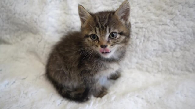 cute tabby kitten licks his lips. little kitten looking at the camera