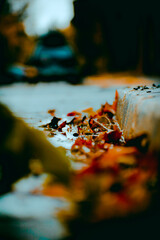 Naklejka na ściany i meble Hoja de otoño en la acera vereda con agua charcos foto con perspectiva desde abajo