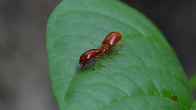 4k video of pumpkin beetle pair mating on a green leaf. macro shot.