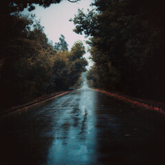 Carretera calle camino en el bosque con niebla neblina
