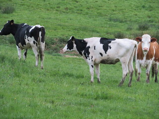 Naklejka na ściany i meble beautiful cows grazing in the meadow animal domestic milk farm