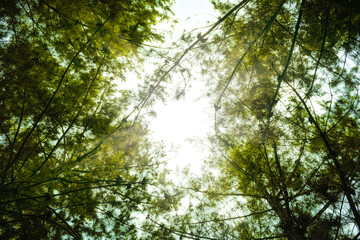 Fototapeta na wymiar vista desde abajo hacia el cielo entre los arboles con luz del sol entre las hojas