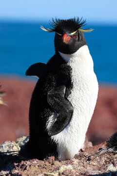 Gorfou sauteur- Rockhopper