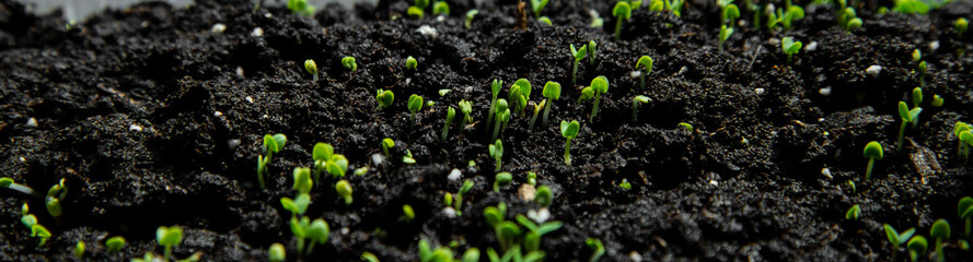 Little seedlings pushing up from the ground