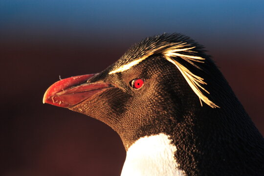 Portrait de Gorfou sauteur- Rockhopper