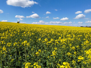 Rapsfeld blüht mit Blauen Himmel im Frühling