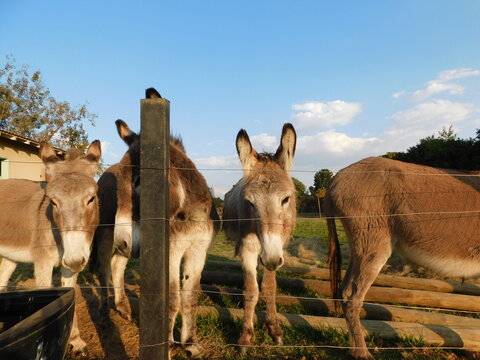 Closeup, adorable photo of brown and white donkeys behind a wire fence enclosure with some of their faces peeking over the top  wires, and some below