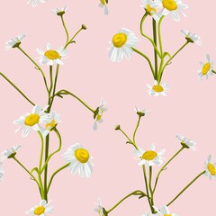 Obraz na płótnie Canvas Meadow wildflower seamless pattern. Botanical camomile, background. Delicate field flower and herb illustration.