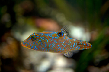 Spotted Sharpnose Puffer