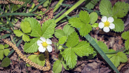 Fragaria vesca flowers,wild or alpine strawberry,a perennial herbaceous plant in the Rose family Rosaceae,in May in the Italian Lazio region,macro close-up