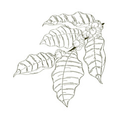 coffee tree branch