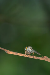 dragonfly on a green leaf