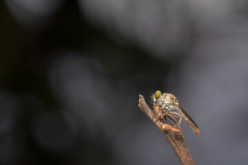 dragonfly on a green leaf