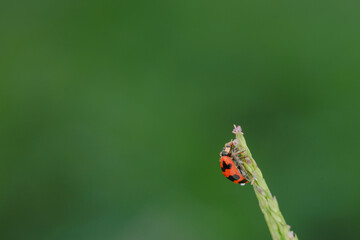 Close-up of robber flies (Asilidae) or killer flies waiting to ambush their prey, on a blurry and plain background can be used to create text