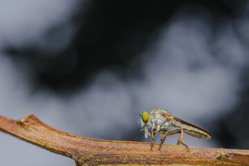 Close-up of robber flies (Asilidae) or killer flies waiting to ambush their prey, on a blurry and plain background can be used to create text