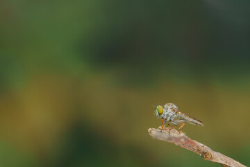 Close-up of robber flies (Asilidae) or killer flies waiting to ambush their prey, on a blurry and plain background can be used to create text