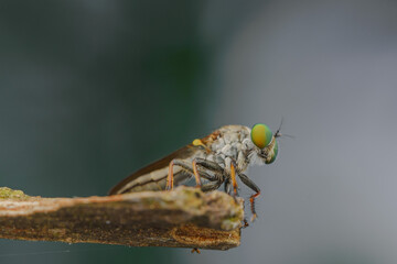 Close-up of robber flies (Asilidae) or killer flies waiting to ambush their prey, on a blurry and...