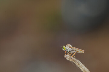 Close-up of robber flies (Asilidae) or killer flies waiting to ambush their prey, on a blurry and plain background can be used to create text