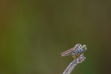 Close-up of robber flies (Asilidae) or killer flies waiting to ambush their prey, on a blurry and plain background can be used to create text