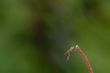 Close-up of robber flies (Asilidae) or killer flies waiting to ambush their prey, on a blurry and...