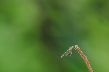 Close-up of robber flies (Asilidae) or killer flies waiting to ambush their prey, on a blurry and plain background can be used to create text